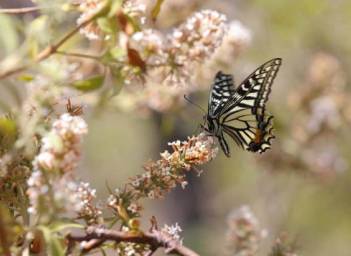 中药蒙花介绍,中药蒙花是啥