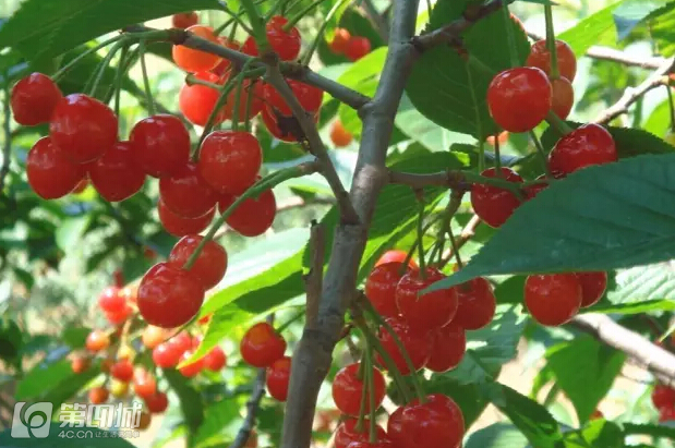 成都龙泉樱桃采摘地点附近,成都樱桃枇杷都能摘的地方