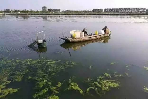 蟹的养殖方法和技巧,养殖后期怎样养出精品蟹