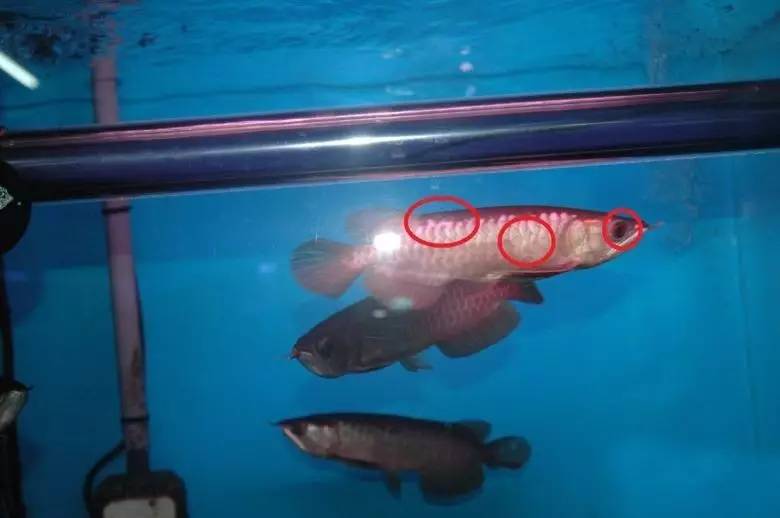 过背金龙和高背金龙的区别,高背金龙跟过背图片对比