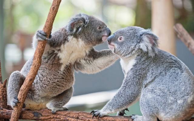 树袋熊爱睡觉,树袋熊助睡眠