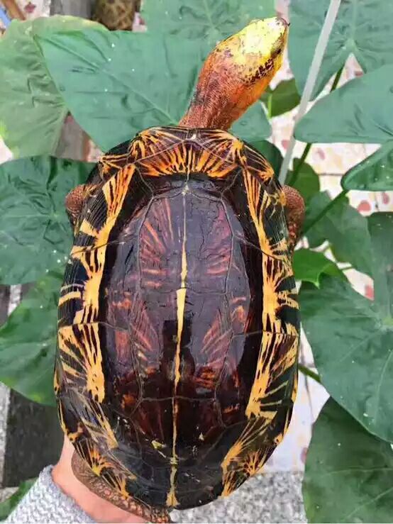 细说国龟之美五（黄额）