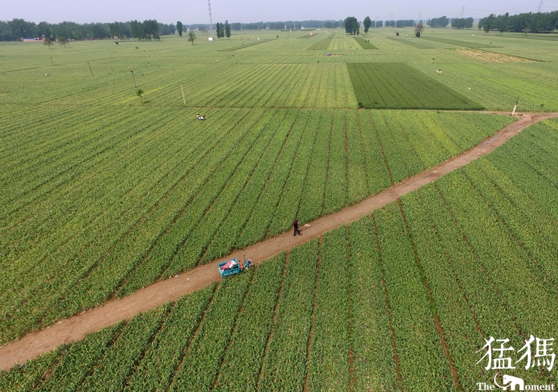 河南蒜农滞销紧急助农,大蒜20万吨订单