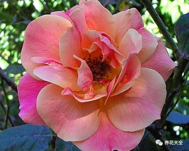 最美的十款月季品种推荐 (十种绝美的月季)