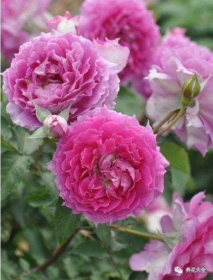 最美最高端的30款月季 (十种绝美的月季)