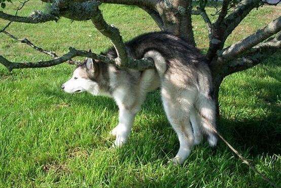 哈士奇两只犯二,哈士奇都住着犯二的灵魂