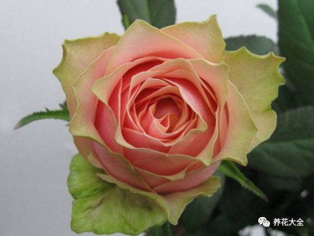 最美的十款月季品种推荐 (十种绝美的月季)