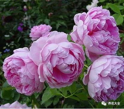 最美的十款月季品种推荐 (十种绝美的月季)