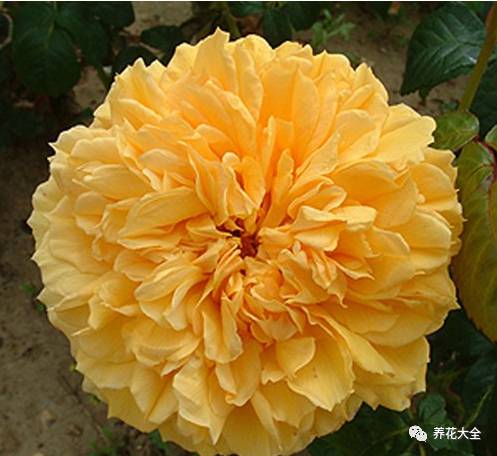 最美的十款月季品种推荐 (十种绝美的月季)