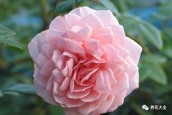 最美的十款月季品种推荐 (十种绝美的月季)