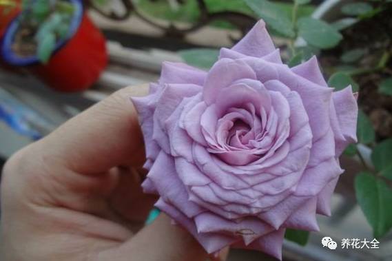 最美最高端的30款月季 (十种绝美的月季)