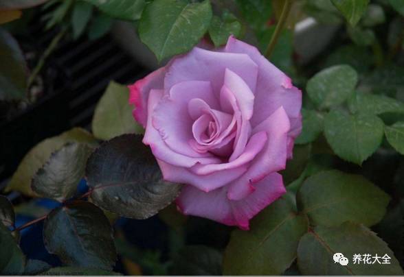 最美的十款月季品种推荐 (十种绝美的月季)