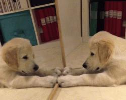 为啥不建议养金毛,为什么说不要轻易养金毛