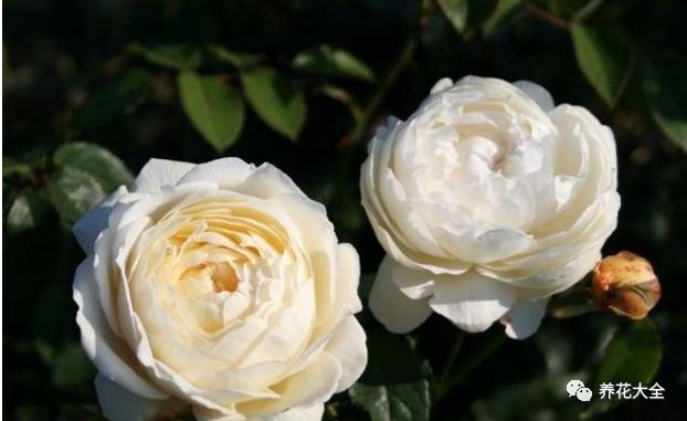 最美最高端的30款月季 (十种绝美的月季)