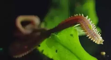 活老鼠、可爱兔兔、牛粪……这些你敢吃吗？有人视它为美食！