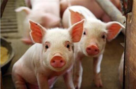 猪体温高不吃食怎么治,猪体温低的治疗药