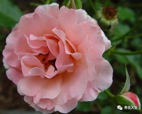 最美最高端的30款月季 (十种绝美的月季)