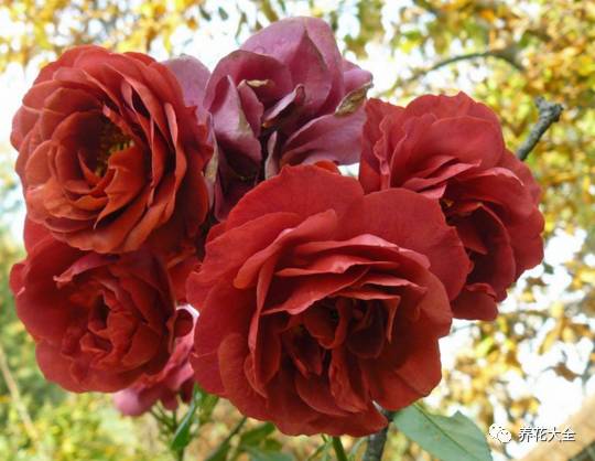 最美的十款月季品种推荐 (十种绝美的月季)