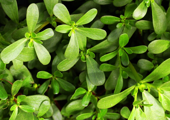 为什么一种野菜被农民称为救命菜,很好吃的野菜救命菜