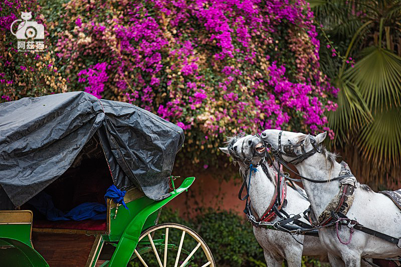 摩洛哥马拉喀什不眠之夜,摩洛哥马拉喀什老城市