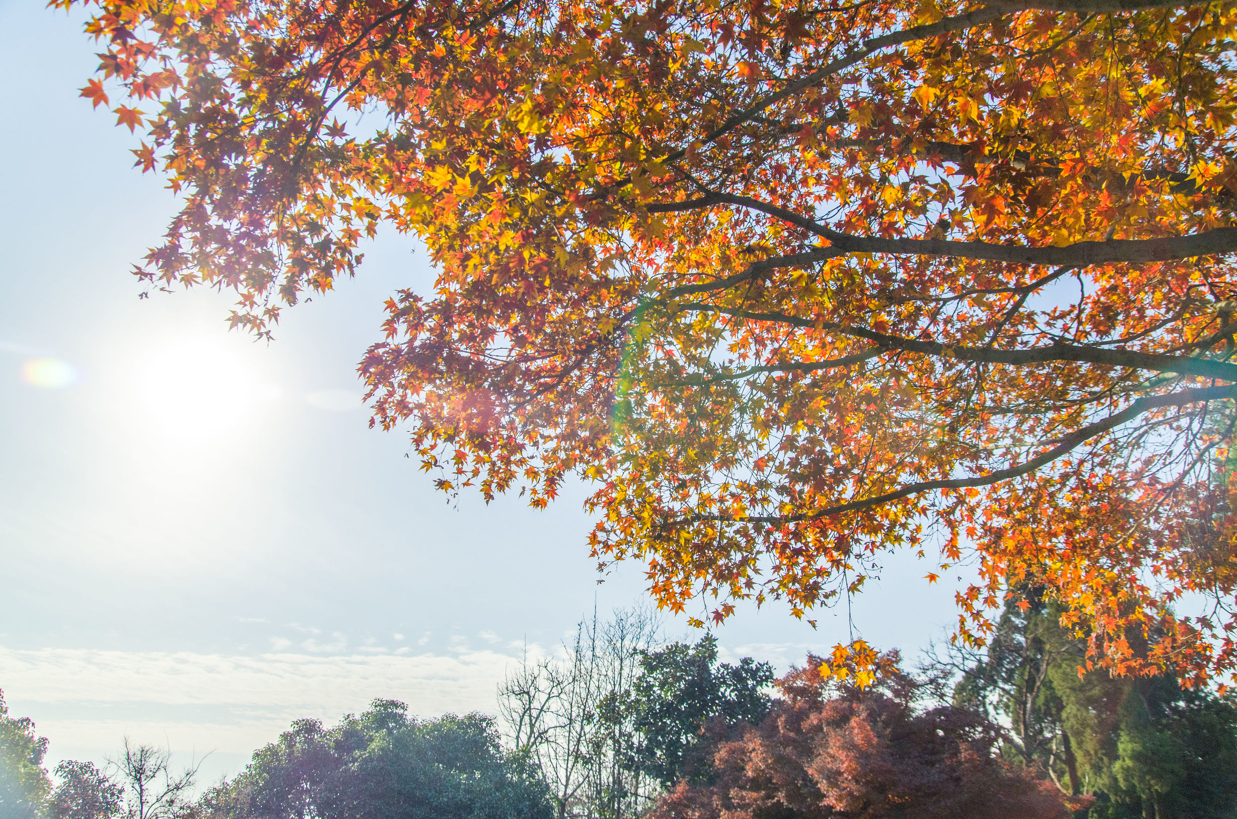 摄影小白推荐相机300左右,拍照好的长焦镜头推荐
