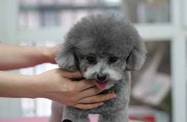 泰迪犬怎么护理毛发好看,泰迪犬毛发怎么护理