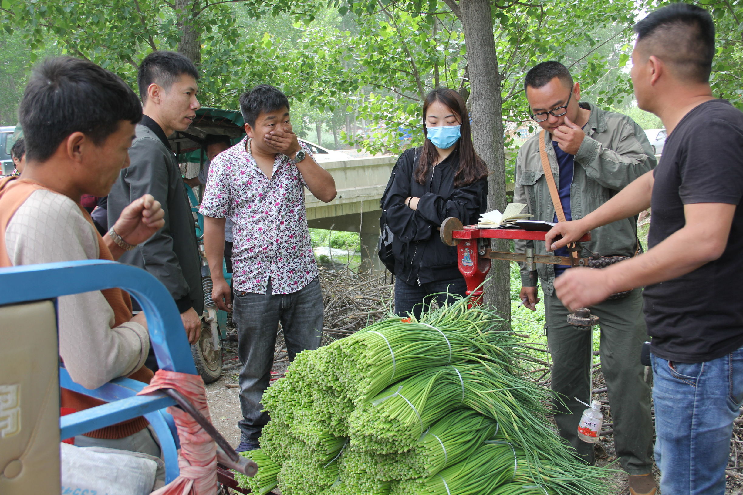 河南蒜薹最新消息,河南蒜薹滞销