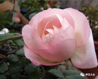 最美最高端的30款月季 (十种绝美的月季)