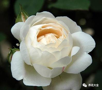 最美的十款月季品种推荐 (十种绝美的月季)