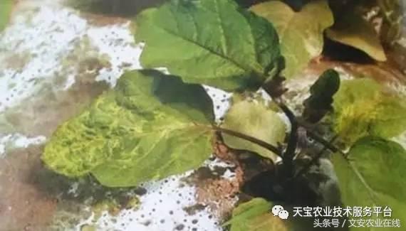防治大豆病毒病的药剂有哪些,最新病毒病防治药剂