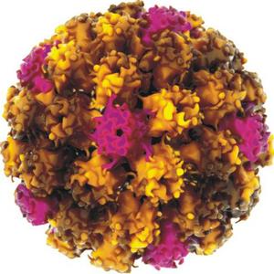 宫颈上皮内瘤变3级是恶性肿瘤吗,低度上皮内瘤变hpv阳性是宫颈癌吗