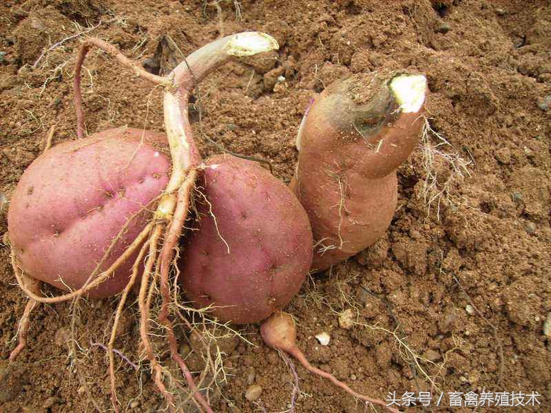 养猪饲料过量中毒表现,养猪中毒怎么处理