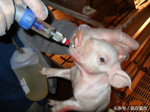 养殖户注意：教你自配治疗“腹泻脱水”的妙方，养殖必备技术！