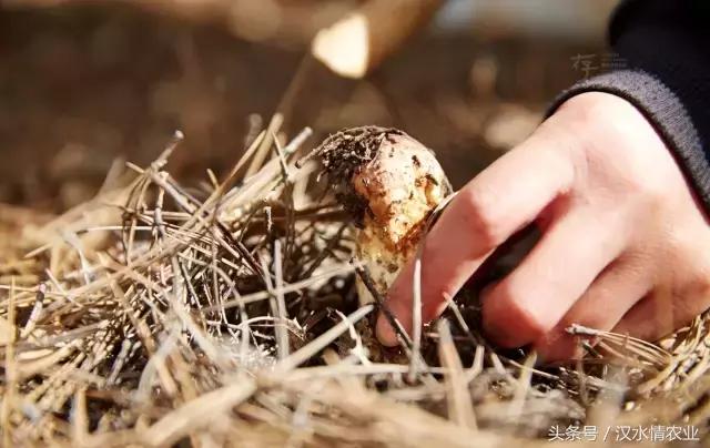安康最正宗的食物,安康必吃的美食排行榜