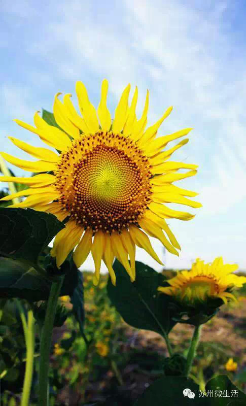 苏州最值得去的五个景点,苏州最值得去的10个景点排名