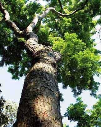 越南黄花梨拉丁文,越南黄花梨知识大全