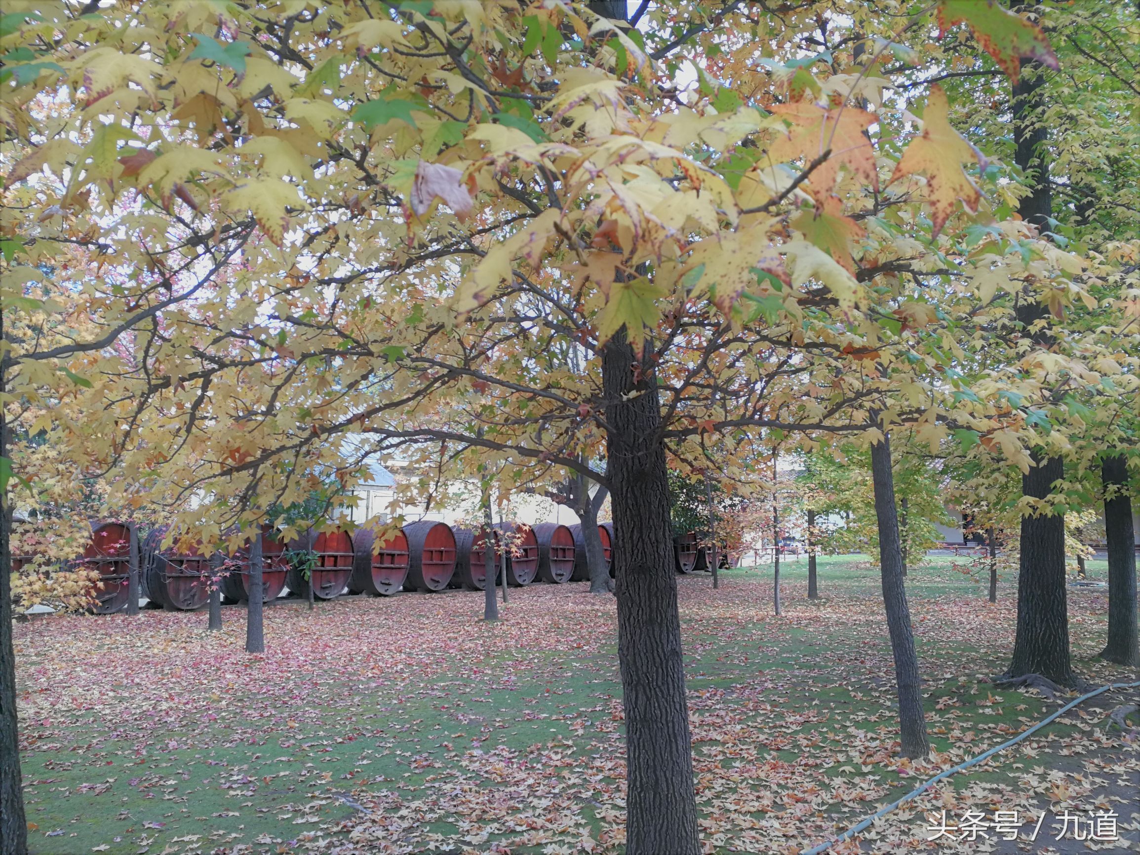 智利佳美娜酒,智利佳美娜品牌推荐