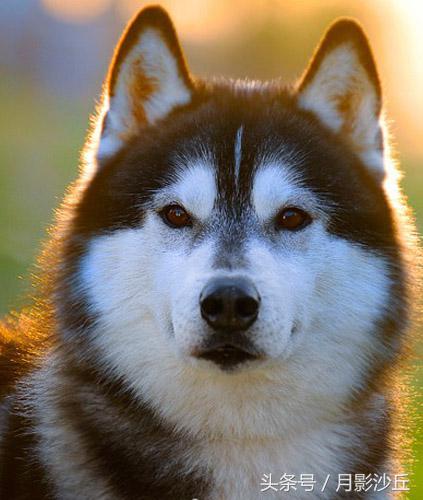 阿拉斯加和哈士奇哪个打架厉害,哈士奇和阿拉斯加幼犬如何区别