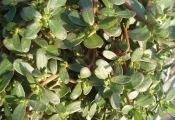 地里常见杂草竟然是草药,农村常见的中草药种植回收