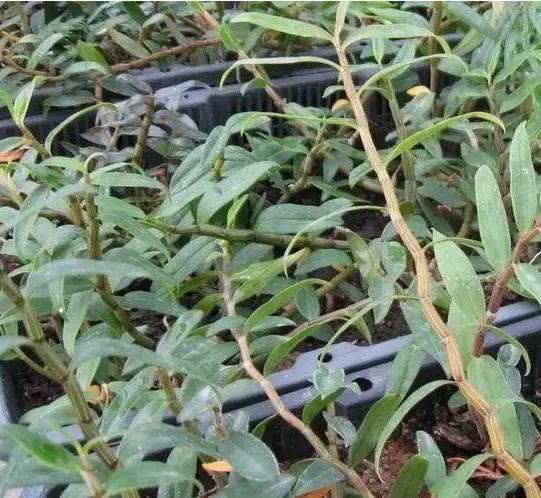 关于铁皮石斛知识,铁皮石斛解密