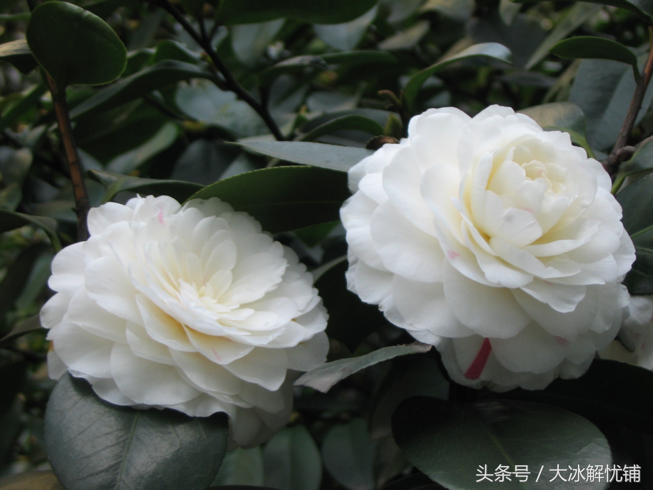 茶花女序曲,茶花女中奢侈的生活