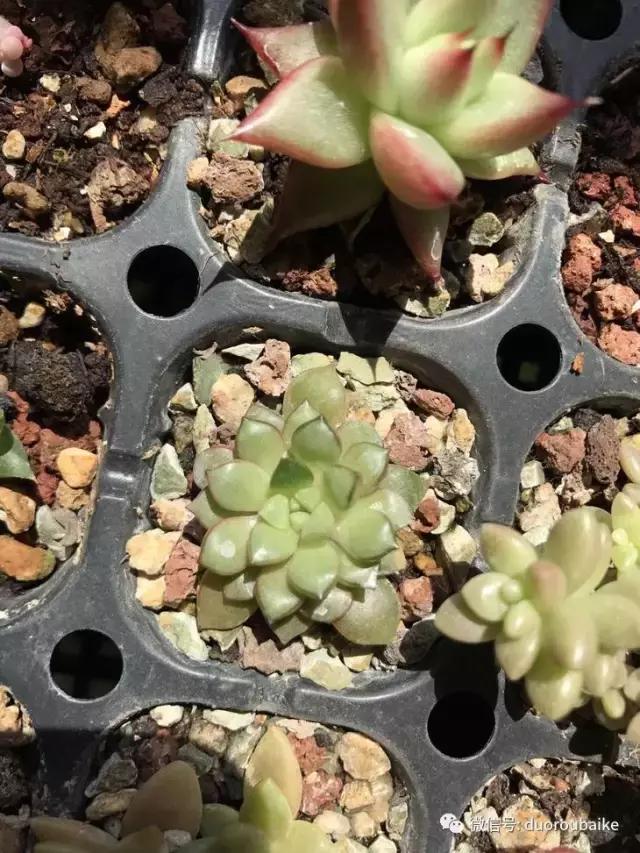 杀虫气雾剂能给多肉喷小黑飞吗,给多肉喷杀虫剂浓度高了有影响吗