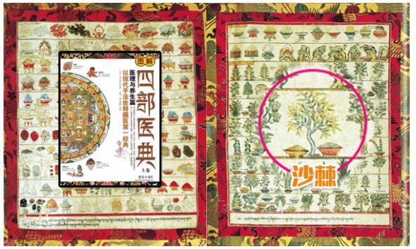 维生素之王到底是什么水果,维生素之王到底是什么