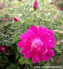 特色种植业托起群众致富梦,富硒玫瑰