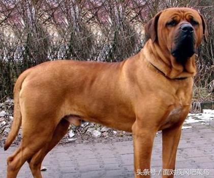 世界十大猛犬藏獒仅排第二,世界十大猛犬中国藏獒只排第二