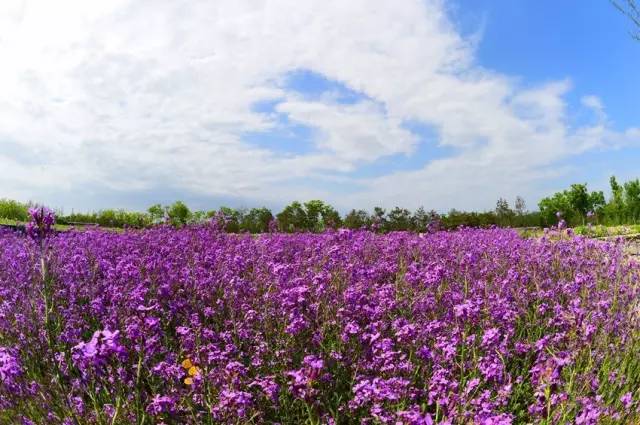 三台山五月盛开的花,5月宿迁三台山开什么花