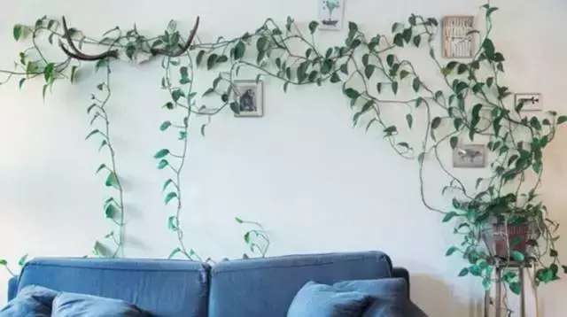 绿萝死了怎么让它活过来,绿萝花怎么养才不会死