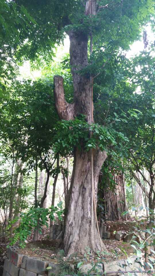 越南黄花梨拉丁文,越南黄花梨知识大全