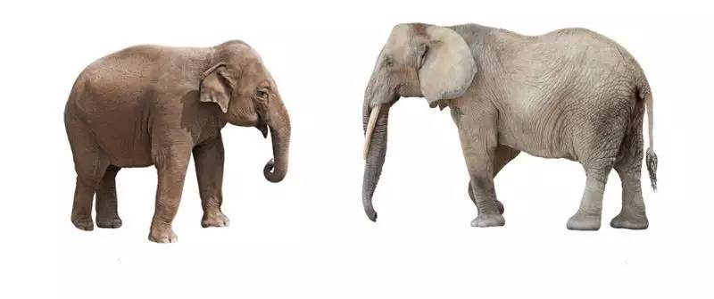 亚洲象vs非洲象,非洲象vs亚洲象