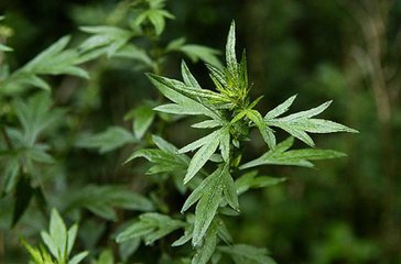 地里常见杂草竟然是草药,农村常见的中草药种植回收